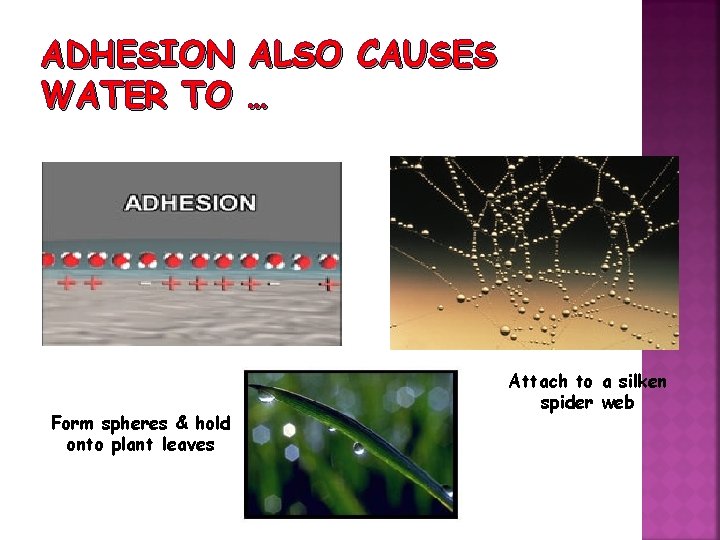 ADHESION ALSO CAUSES WATER TO … Form spheres & hold onto plant leaves Attach
