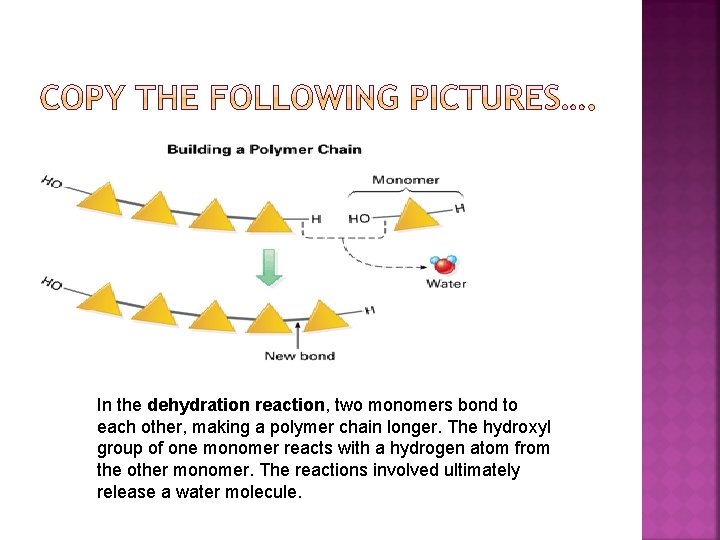 In the dehydration reaction, two monomers bond to each other, making a polymer chain