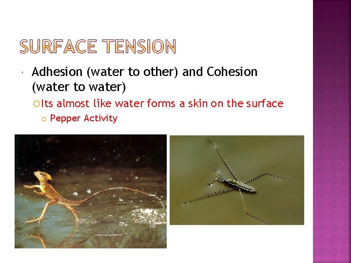  Adhesion (water to other) and Cohesion (water to water) Its almost like water