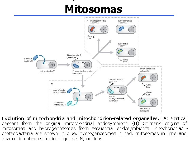 Mitosomas Evolution of mitochondria and mitochondrion-related organelles. (A) Vertical descent from the original mitochondrial