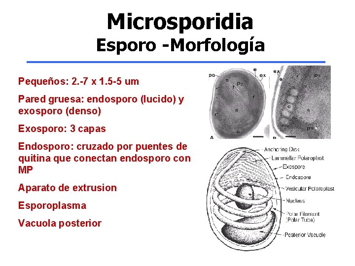 Microsporidia Esporo -Morfología Pequeños: 2. -7 x 1. 5 -5 um Pared gruesa: endosporo