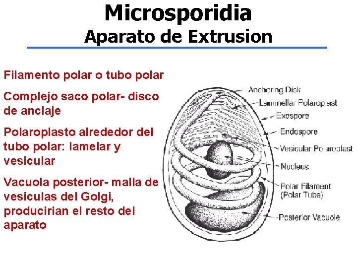 Microsporidia Aparato de Extrusion Filamento polar o tubo polar Complejo saco polar- disco de