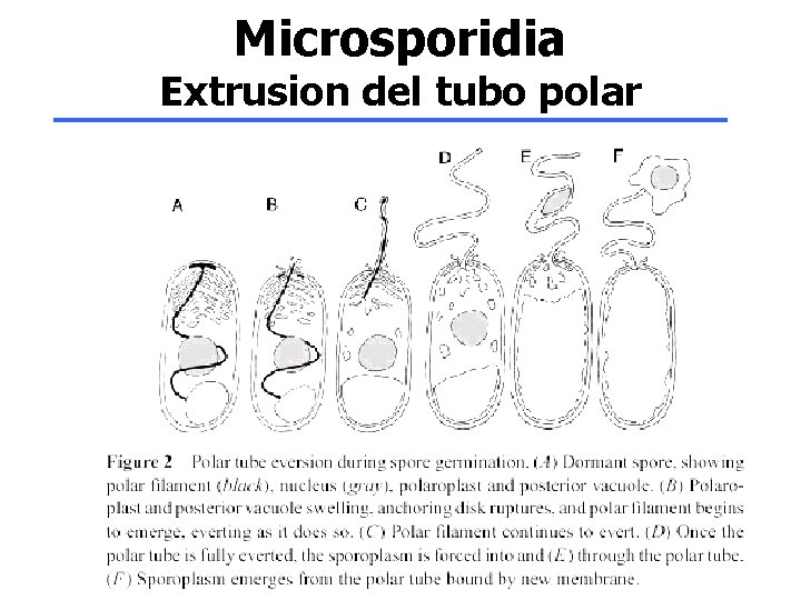 Microsporidia Extrusion del tubo polar 