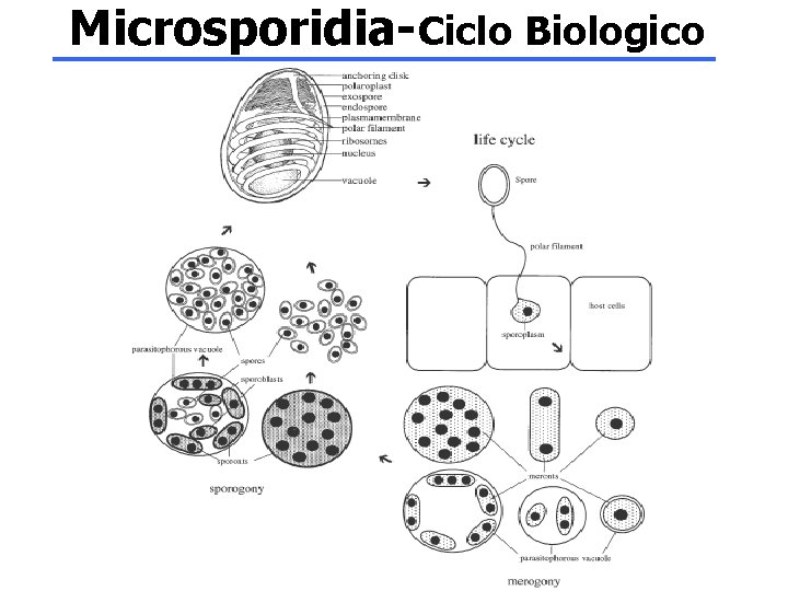 Microsporidia-Ciclo Biologico 