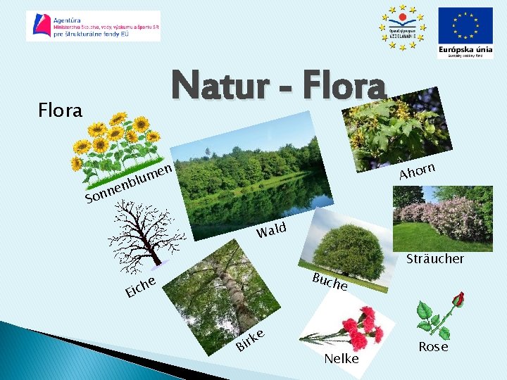 Natur - Flora en m blu n e onn Ahor n S Wald Buch