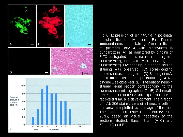 Fig. 6 Expression of α 7 n. ACh. R in postnatal muscle tissue. (A