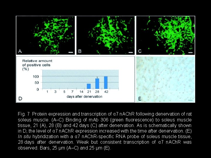 Fig. 7 Protein expression and transcription of α 7 n. ACh. R following denervation