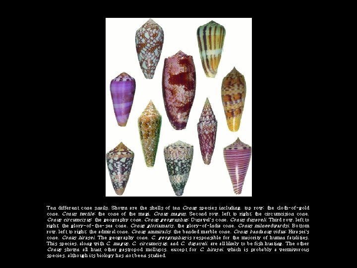Ten different cone snails. Shown are the shells of ten Conus species including, top