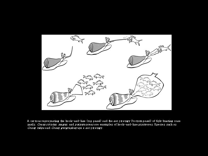 A cartoon representing the hook-and-line (top panel) and the net strategy (bottom panel) of