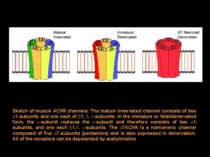 Sketch of muscle ACh. R channels. The mature innervated channel consists of two α