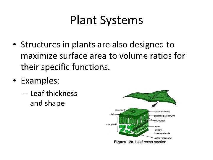 Plant Systems • Structures in plants are also designed to maximize surface area to