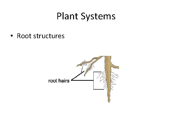 Plant Systems • Root structures 