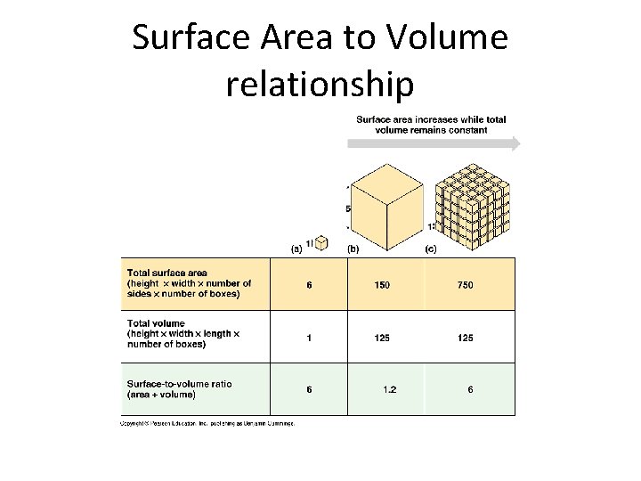 Surface Area to Volume relationship 