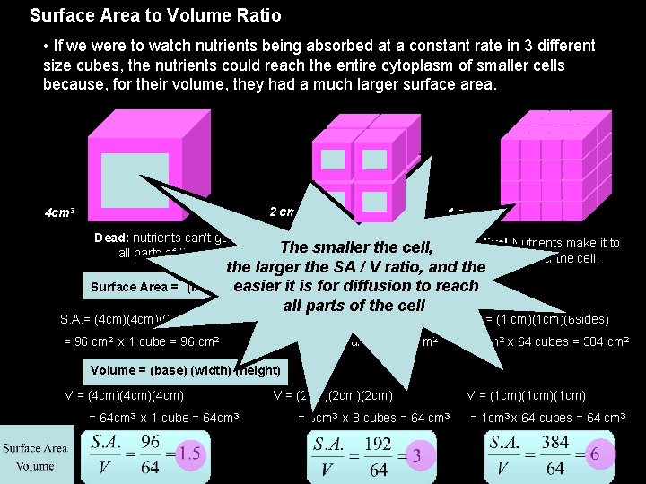 Surface Area to Volume Ratio • If we were to watch nutrients being absorbed