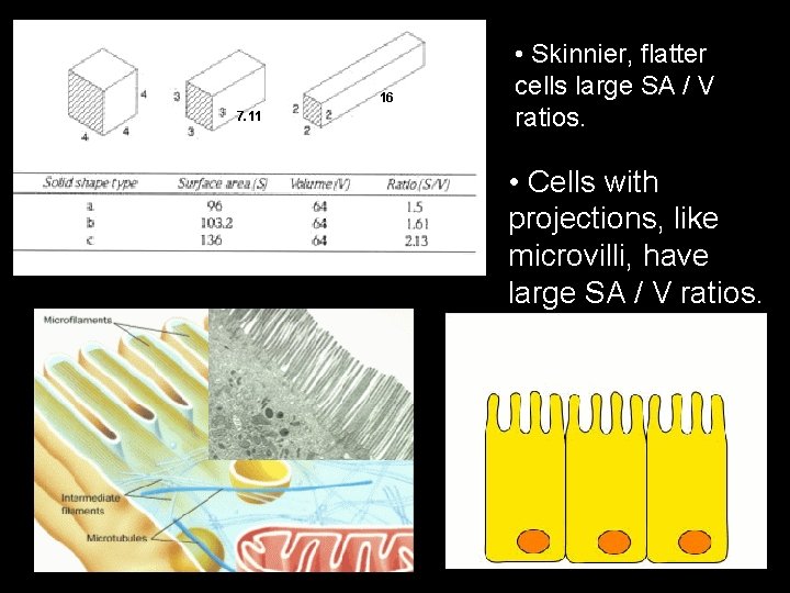  • Shape also affects surface area to volume ratio. 16 7. 11 •