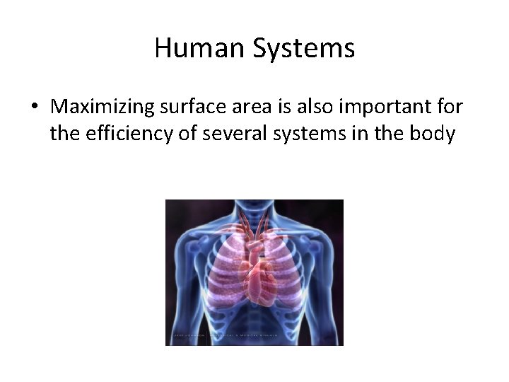 Human Systems • Maximizing surface area is also important for the efficiency of several