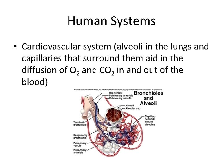 Human Systems • Cardiovascular system (alveoli in the lungs and capillaries that surround them