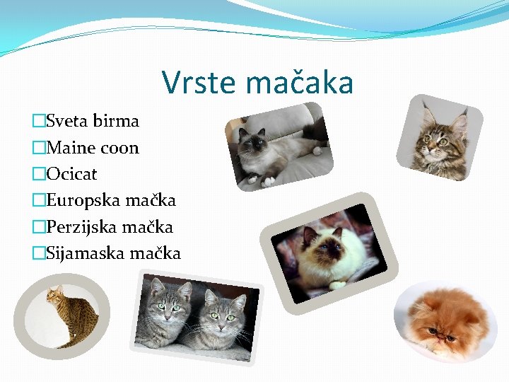 Vrste mačaka �Sveta birma �Maine coon �Ocicat �Europska mačka �Perzijska mačka �Sijamaska mačka 