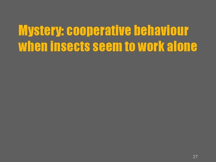 Mystery: cooperative behaviour when insects seem to work alone 27 