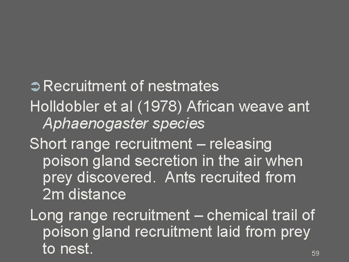  Recruitment of nestmates Holldobler et al (1978) African weave ant Aphaenogaster species Short