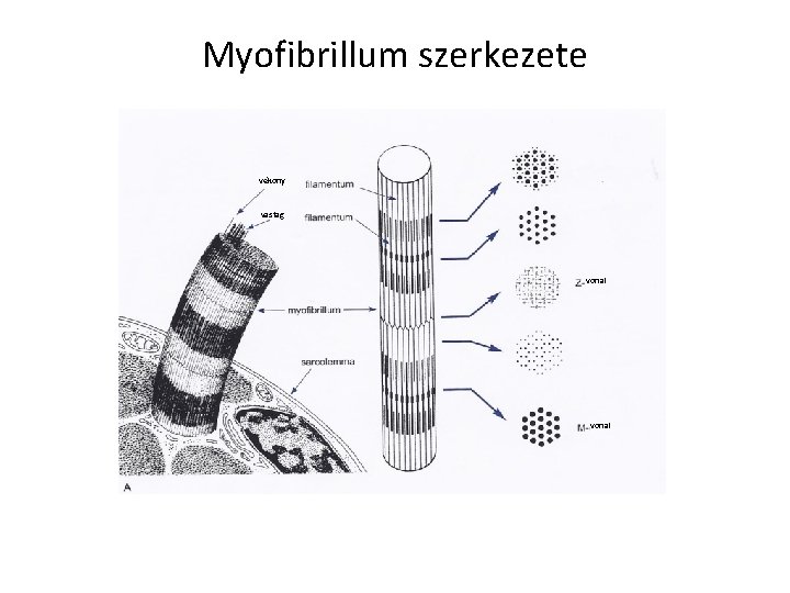Myofibrillum szerkezete vékony vastag vonal 