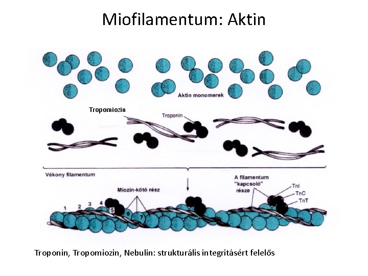 Miofilamentum: Aktin Tropomiozin Troponin, Tropomiozin, Nebulin: strukturális integritásért felelős 