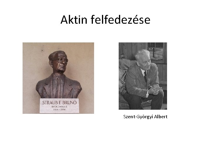 Aktin felfedezése Szent-Györgyi Albert 