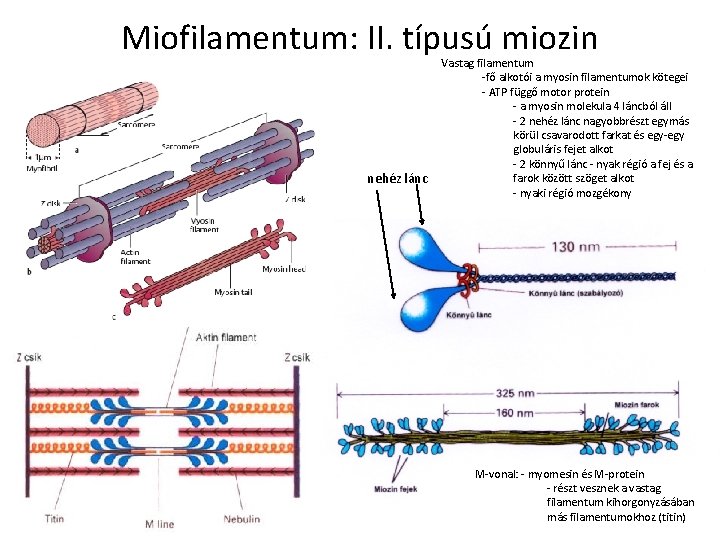 Miofilamentum: II. típusú miozin nehéz lánc Vastag filamentum -fő alkotói a myosin filamentumok kötegei