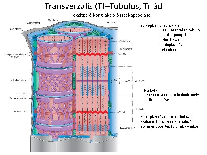 Transverzális (T)–Tubulus, Triád excitáció-kontrakció összekapcsolása -sarcoplasmás reticulum - Ca++ot tárol és calcium ionokat pumpál