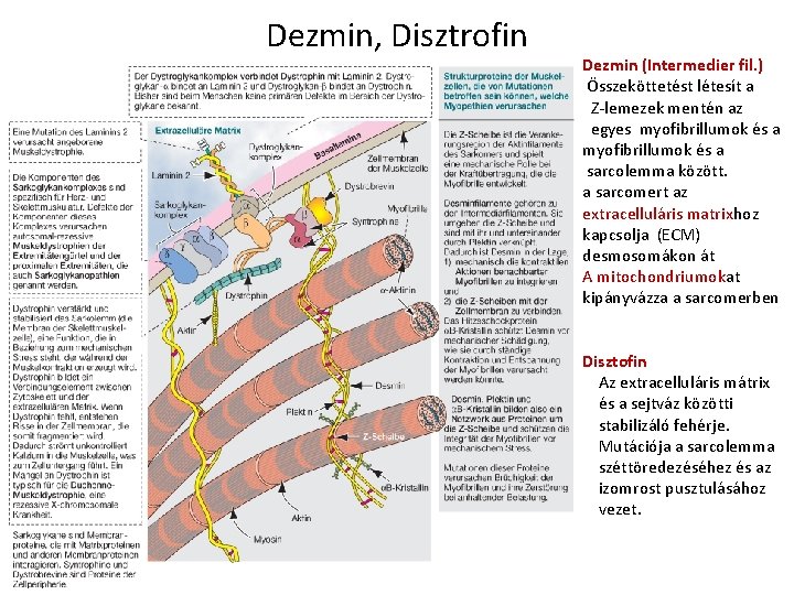 Dezmin, Disztrofin Dezmin (Intermedier fil. ) Összeköttetést létesít a Z-lemezek mentén az egyes myofibrillumok