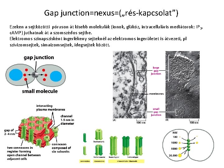 Gap junction=nexus=(„rés-kapcsolat”) Ezeken a sejtközötti póruson át kisebb molekulák (ionok, glükóz, intracelluláris mediátorok: IP