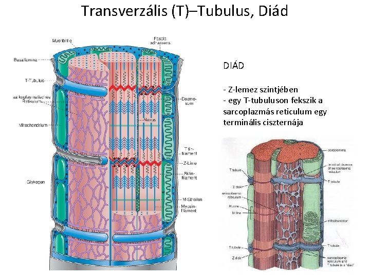 Transverzális (T)–Tubulus, Diád DIÁD - Z-lemez szintjében - egy T-tubuluson fekszik a sarcoplazmás reticulum