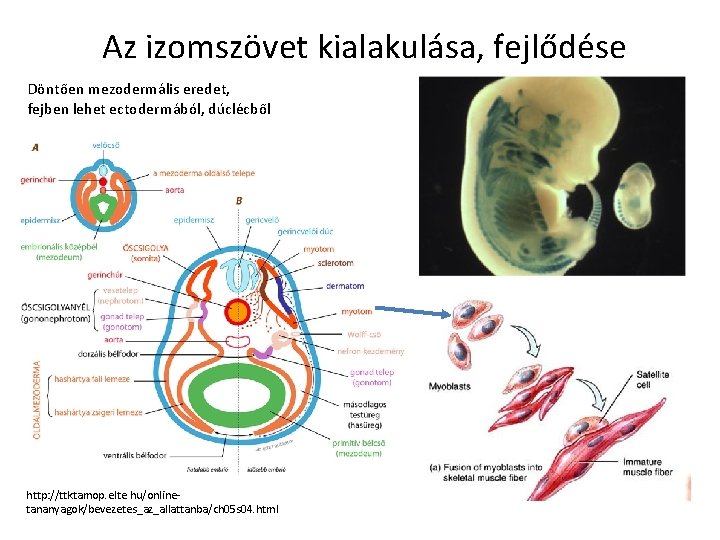 Az izomszövet kialakulása, fejlődése Döntően mezodermális eredet, fejben lehet ectodermából, dúclécből http: //ttktamop. elte.