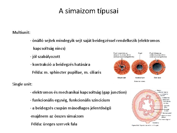 A simaizom típusai Multiunit: - önálló sejtek mindegyik sejt saját beidegzéssel rendelkezik (elektromos kapcsoltság