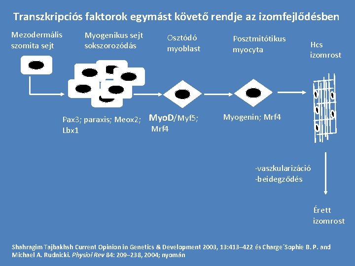 Transzkripciós faktorok egymást követő rendje az izomfejlődésben Mezodermális szomita sejt Myogenikus sejt sokszorozódás Osztódó