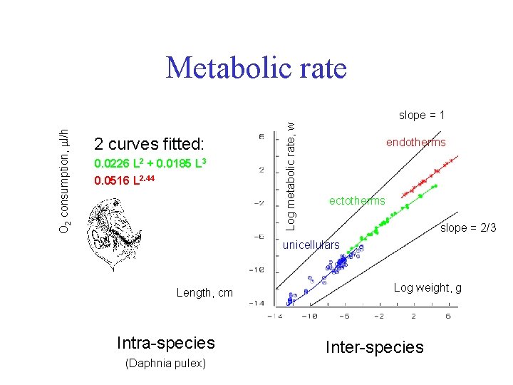 Metabolic rate 2 curves fitted: 0. 0226 L 2 + 0. 0185 L 3