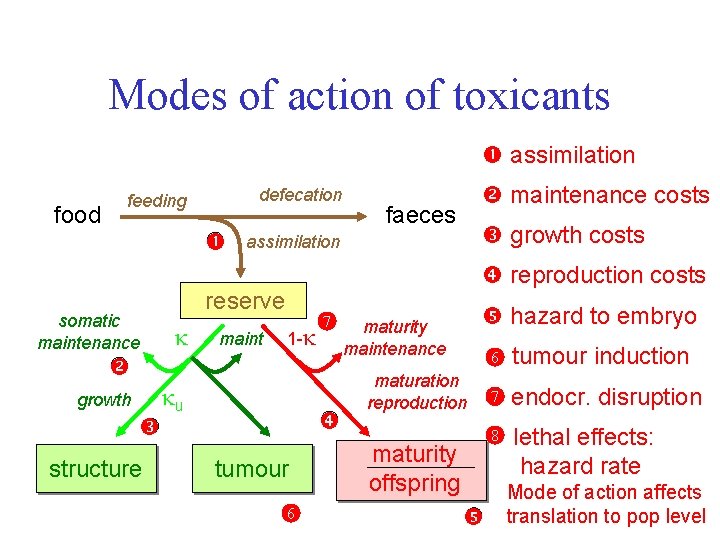 Modes of action of toxicants assimilation food defecation feeding somatic maintenance structure growth costs