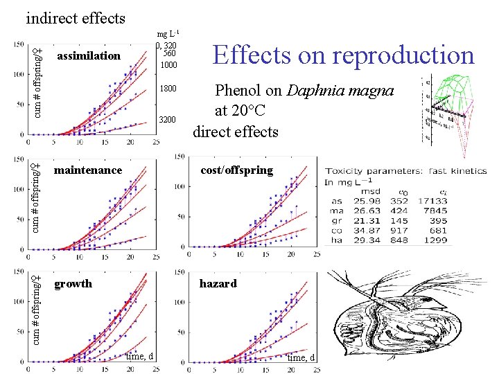 indirect effects cum # offspring/♀ Effects on reproduction assimilation maintenance cost/offspring cum # offspring/♀