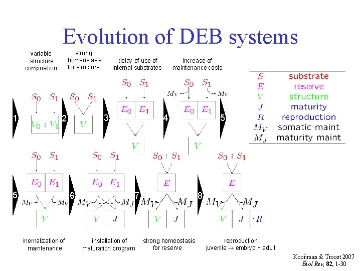 Evolution of DEB systems strong homeostasis for structure variable structure composition 1 3 2