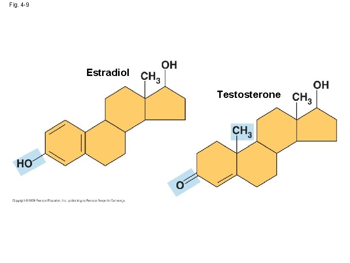 Fig. 4 -9 Estradiol Testosterone 