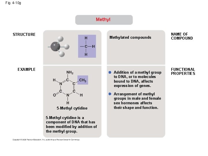Fig. 4 -10 g Methyl STRUCTURE Methylated compounds EXAMPLE Addition of a methyl group