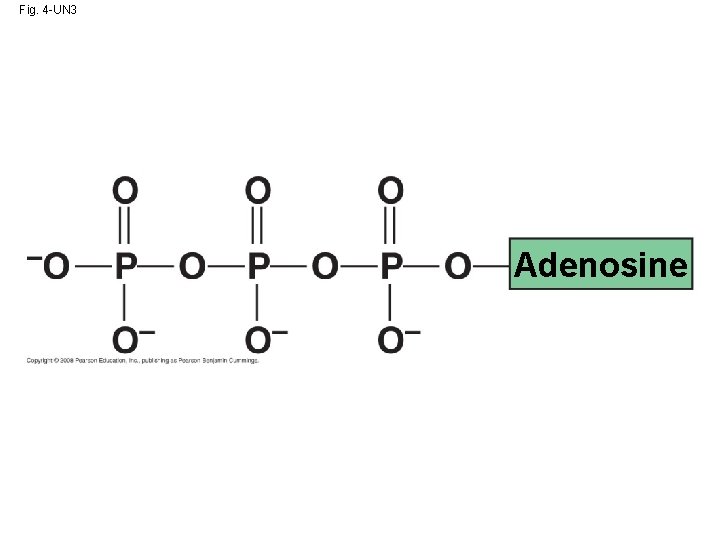 Fig. 4 -UN 3 Adenosine 