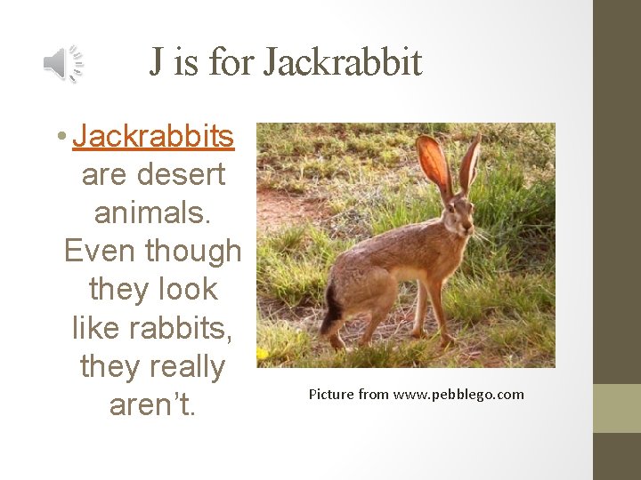 J is for Jackrabbit • Jackrabbits are desert animals. Even though they look like