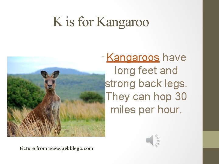 K is for Kangaroo • Kangaroos have long feet and strong back legs. They