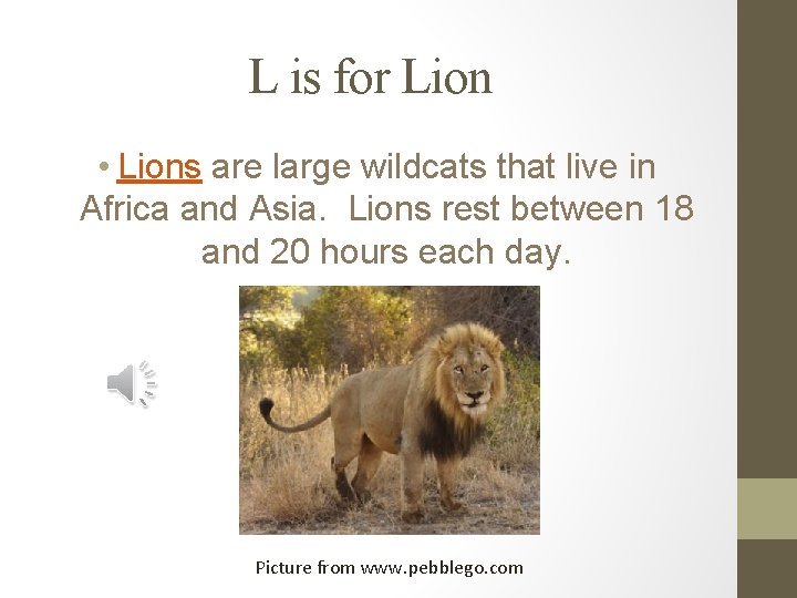 L is for Lion • Lions are large wildcats that live in Africa and