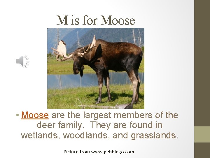 M is for Moose • Moose are the largest members of the deer family.