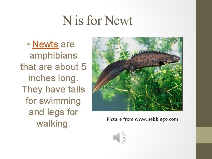 N is for Newt • Newts are amphibians that are about 5 inches long.