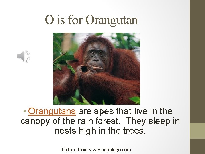 O is for Orangutan • Orangutans are apes that live in the canopy of