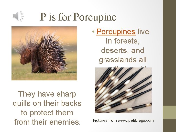 P is for Porcupine • Porcupines live in forests, deserts, and grasslands all over