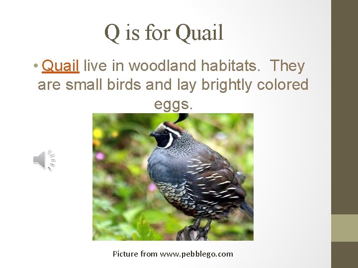 Q is for Quail • Quail live in woodland habitats. They are small birds